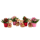 Mini plantes - Carrefour à Tourcoing Mini plantes en promo chez Carrefour Tourcoing à 3,49 €