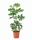 Plante verte dans le catalogue Lidl