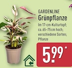 Grünpflanze von GARDENLINE für 5,99 € bei ALDI Nord im Angebot Grünpflanze von GARDENLINE im aktuellen ALDI Nord Prospekt