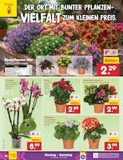 Ähnliche Tulpen Angebote im Prospekt "Aktuelle Angebote" von Netto Marken-Discount in Zwickau Ähnliche Angebote wie Tulpen im Prospekt "Aktuelle Angebote" auf Seite 40 von Netto Marken-Discount in Zwickau