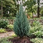 Chamaecyparis lawsoniana 'Minima Glauca' - Ma Jardinerie à Nancy Chamaecyparis lawsoniana 'Minima Glauca' en promo chez Ma Jardinerie Nancy à 9,99 €