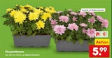 Chrysanthemen im Angebot bei Netto Marken-Discount in Erkelenz Chrysanthemen Angebote bei Netto Marken-Discount Erkelenz für 5,99 €