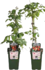 Himbeerpflanzen Angebote bei EDEKA Stralsund für 6,99 €