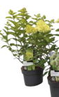 EDEKA Siegenburg - Rispen-Hortensie Angebot im Prospekt Rispen-Hortensie bei EDEKA im Siegenburg Prospekt für 6,99 €
