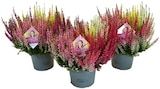 Aktuelles Calluna Beauty Ladies »High Five« Angebot bei REWE in Hannover ab 7,77 €