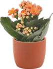 Kalanchoe - GARDENLINE dans le catalogue Aldi