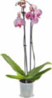 Aktuelles Orchidee Angebot bei Netto Marken-Discount in Krefeld ab 7,99 €