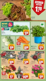 Ähnliche Limettenbaum Angebote im Prospekt "Dein Markt" von REWE Ähnliches Angebot bei REWE in Prospekt "Dein Markt" gefunden auf Seite 7