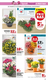 Chrysanthèmes Angebote im Prospekt "U Express" von U Express Chrysanthèmes Angebote im Prospekt "U Express" von U Express auf Seite 25