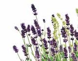 BAYERN-LAVENDEL Angebote bei Dehner Garten-Center Augsburg für 3,99 €