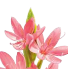 Aktuelles SumpfgladioleSumpfgladiole Angebot bei Hornbach in Wuppertal ab 4,99 €