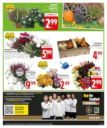EDEKA Gartenpflanzen im Prospekt 