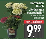 E center Wasserburg - Hortensien Busch Angebot im Prospekt Hortensien Busch bei E center im Wasserburg Prospekt für 9,99 €