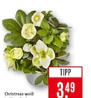 Christrose weiß im Angebot bei Marktkauf in Tübingen Christrose weiß Angebote bei Marktkauf Tübingen für 3,49 €