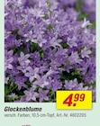 Glockenblume für 4,99 € bei toom Baumarkt im Angebot Glockenblume im aktuellen toom Baumarkt Prospekt