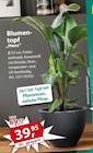 Blumentopf Heos Angebote bei Sonderpreis Baumarkt Halberstadt für 39,95 €