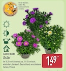 Aster von Gardenline für 1,49 € bei ALDI Nord im Angebot Aster von Gardenline im aktuellen ALDI Nord Prospekt