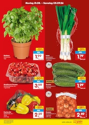 Tomaten im Netto Marken-Discount Prospekt in Neustadt Aktueller Netto Marken-Discount Prospekt mit Tomaten, "Aktuelle Angebote", Seite 13