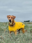 Hundemantel „Milford“ bei Raiffeisenmarkt im Prospekt "" für 16,99 €