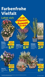 Ähnliche Stiefmütterchen Angebote im Prospekt "LIDL LOHNT SICH" von Lidl in Hof Ähnliche Angebote wie Stiefmütterchen im Prospekt "LIDL LOHNT SICH" auf Seite 15 von Lidl in Hof