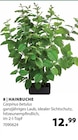 Hainbuche im Angebot bei Dehner Garten-Center in Herne Hainbuche Angebote bei Dehner Garten-Center Herne für 12,99 €