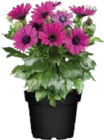 Kapkörbchen (Osteospermum) bei Globus-Baumarkt im Goslar Prospekt für 2,49 €