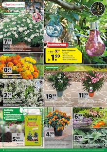 Balkonpflanzen im Hagebaumarkt Prospekt "SO SEHEN SPARER AUS!" mit 12 Seiten (München)