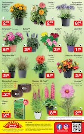 Gartenerde im Zimmermann Prospekt in Lingen Aktueller Zimmermann Prospekt mit Gartenerde, "Aktuelle Angebote", Seite 10