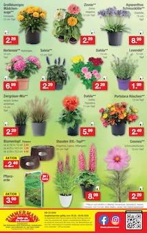 Hortensie im aktuellen Zimmermann Prospekt (Oldenburg) Hortensie im Zimmermann Prospekt "Aktuelle Angebote" mit 10 Seiten (Oldenburg)