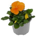 Hornveilchen im Angebot bei Penny-Markt in Esslingen Hornveilchen Angebote bei Penny-Markt Esslingen für 0,49 €