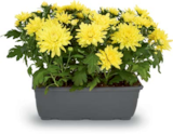 Netto Marken-Discount Klein Berßen - Chrysanthemen Angebot im Prospekt Chrysanthemen bei Netto Marken-Discount im Klein Berßen Prospekt für 5,99 €