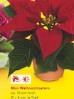 Mini-Weihnachtsstern im Angebot bei Netto Marken-Discount in Falkensee Mini-Weihnachtsstern Angebote bei Netto Marken-Discount Falkensee für 1,00 €