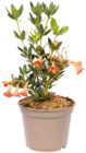 Rhododendron vireya - Saxon Blush dans le catalogue Truffaut