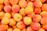 Norma Eckbolsheim - Promo Abricots Promo Abricots à 1,99 € dans le catalogue Norma à Eckbolsheim