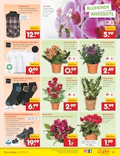 Aktueller Netto Marken-Discount Prospekt mit Strümpfe, "Aktuelle Angebote", Seite 37