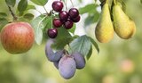 Bio Obstbaum Apfel Angebote bei Globus-Baumarkt Gera für 18,99 €
