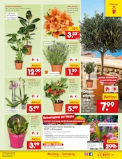 Aktueller Netto Marken-Discount Prospekt mit Pflanzen, "Aktuelle Angebote", Seite 42
