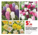 Bulbes à fleurs gros volumes en promo chez Super U Antony à 5,99 €