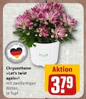 Chrysantheme »Let’s twist again« im Angebot bei nahkauf in Bonn Chrysantheme »Let’s twist again« Angebote bei nahkauf Bonn für 3,79 €
