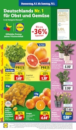 Lidl Blumenzwiebeln im Prospekt 