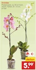 Aktuelle Zimmerpflanzen Angebote bei Netto Marken-Discount in Essen Aktuelles Orchidee Phalaenopsis Angebot bei Netto Marken-Discount in Essen ab 5,99 €