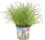 Promo HERBE À CHAT POT 12 CM à 3,99 € dans le catalogue Intermarché à Dun-le-Palestel