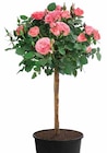 Rosen-Stämmchen bei Dehner Garten-Center im Eichenzell Prospekt für 15,99 €