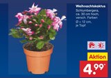 Weihnachtskaktus Angebote bei Netto Marken-Discount Jena für 4,99 €