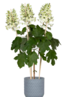 Eichenblatt-Hortensie im Angebot bei Pflanzen Kölle in Schorndorf Eichenblatt-Hortensie Angebote bei Pflanzen Kölle Schorndorf für 32,99 €