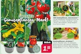 Gemüsepflanzen „Erntelust“ von GEMÜSELUST für 1,99 € bei Netto mit dem Scottie im Angebot Gemüsepflanzen „Erntelust“ von GEMÜSELUST im aktuellen Netto mit dem Scottie Prospekt