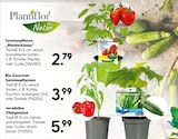 Gemüsepflanze „Meisterklasse“ oder Bio-Gourmet-Gemüsepflanzen oder veredeltes Vitalgemüse von Plantiflor für 2,79 € bei Hellweg im Angebot Gemüsepflanze „Meisterklasse“ oder Bio-Gourmet-Gemüsepflanzen oder veredeltes Vitalgemüse von Plantiflor im aktuellen Hellweg Prospekt