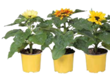 Sonnenblume "Sunsation" im Angebot bei EDEKA in Ingolstadt Sonnenblume "Sunsation" Angebote bei EDEKA Ingolstadt für 2,99 €