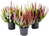 Knospenheide 'Beauty Ladies High Five' bei Hagebaumarkt im Langenwolschendorf Prospekt für 2,99 €