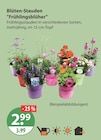 Blüten-Stauden Frühlingsblüher von  im aktuellen V-Markt Prospekt für 2,99 €
